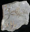 Ordovician Aged Brittle Stars Mortality Plate #28034-3